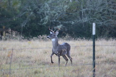 Odocoileus virginianus texanus