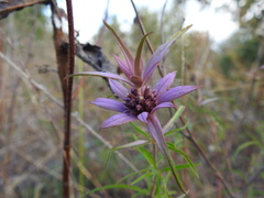 Monarda viridissima