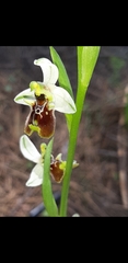 Ophrys bornmuelleri
