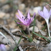 Colchicum cupanii cupanii - Photo (c) Sotirios Liakas (Σωτήριος Λιάκας),  זכויות יוצרים חלקיות (CC BY-NC)