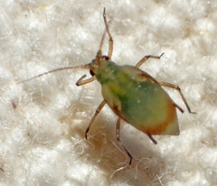 Rhopalosiphum
