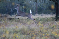 Odocoileus virginianus texanus