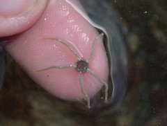 Amphipholis squamata