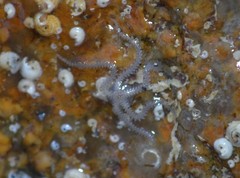 Amphipholis squamata