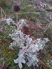 Marrubium incanum