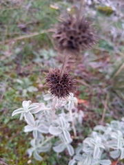 Marrubium incanum