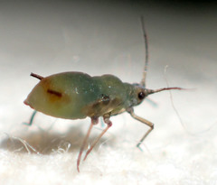 Rhopalosiphum