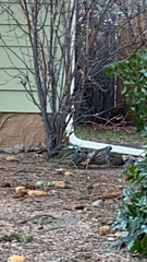 Callipepla californica