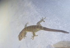 Gekko gecko