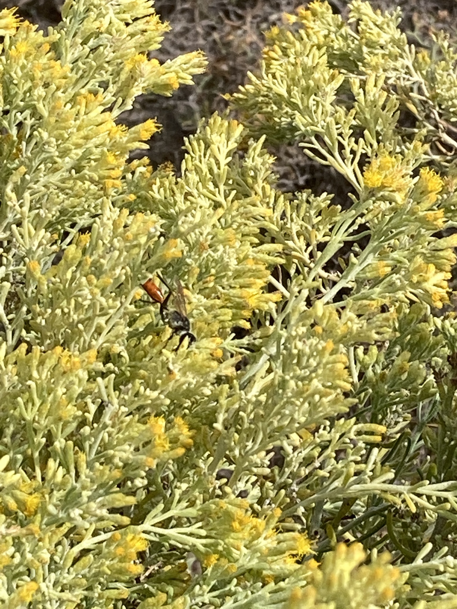 Podalonia tydei