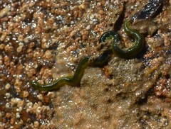 Eulalia clavigera