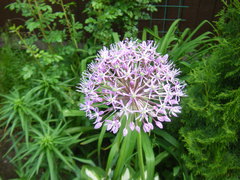 Allium rosenorum