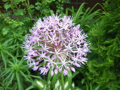 Allium rosenorum