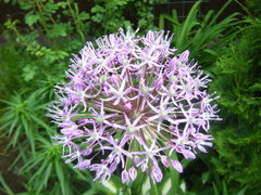 Allium rosenorum