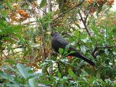 Turdus merula