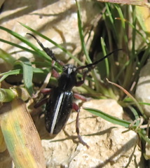 Dorcadion cinerarium