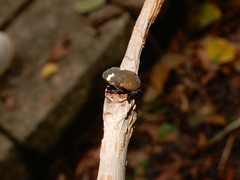 Clinteria ducalis aeneofusca