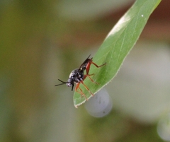Storthyngomerus