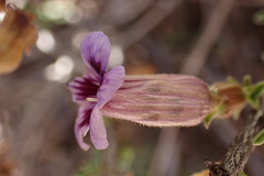 Aptosimum marlothii