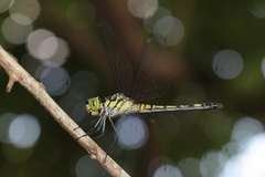 Chalcostephia flavifrons