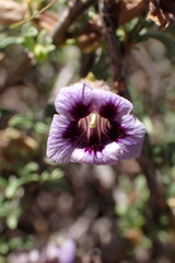 Aptosimum marlothii