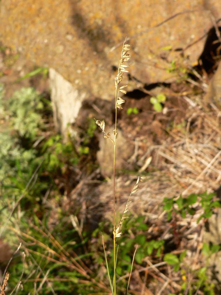 Melica teneriffae