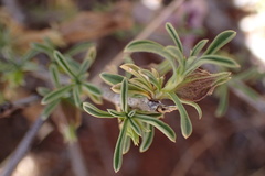 Aptosimum marlothii