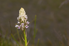 Eulophia barbata