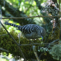 Gray-Barred Wren photo 5