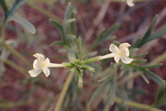 Chascanum