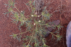 Chascanum