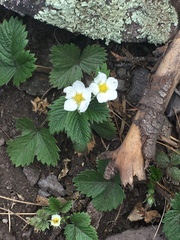Fragaria vesca bracteata