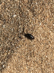 Dermestes frischii