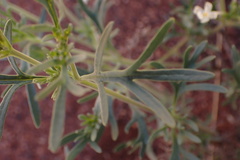 Chascanum