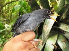 Turdus nigriceps
