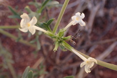 Chascanum