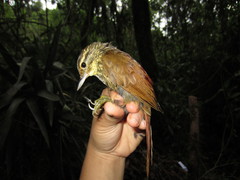 Syndactyla rufosuperciliata