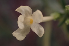Chascanum