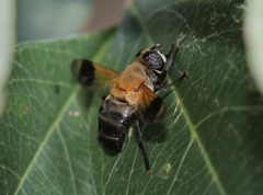 Senaspis dentipes