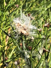 Baccharis angustifolia