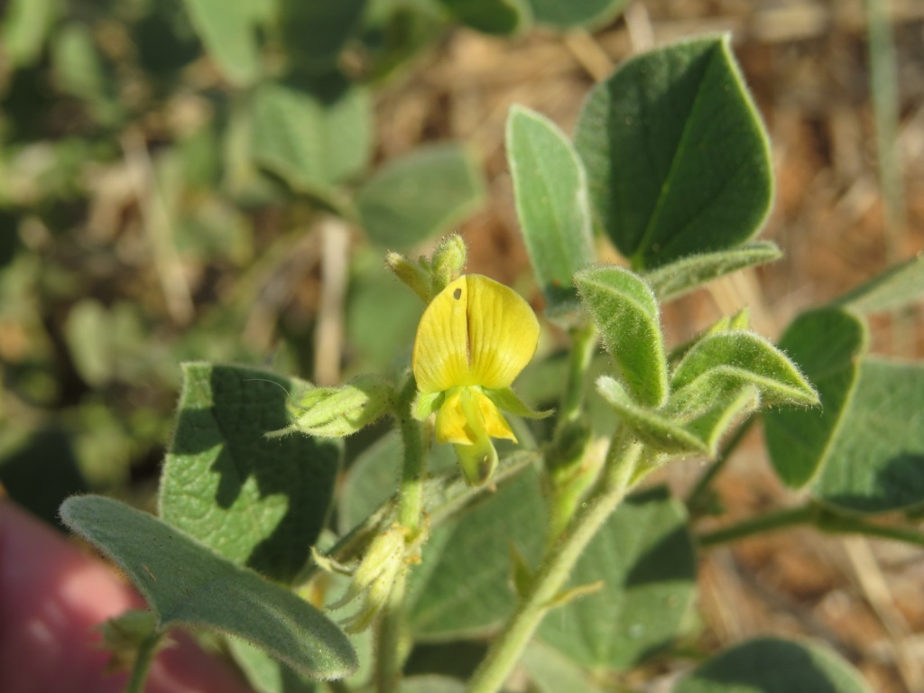 Rhynchosia nervosa