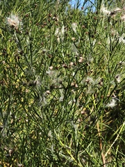 Baccharis angustifolia