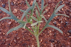 Chascanum