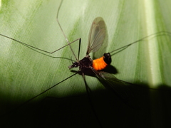 Tipula holoserica
