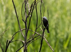 Sporophila melanogaster