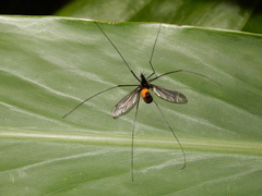 Tipula holoserica