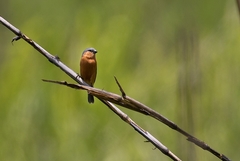 Sporophila hypoxantha