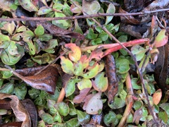 Ludwigia repens