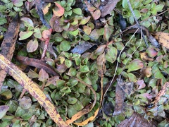 Ludwigia repens