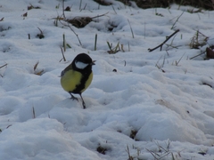 Parus major